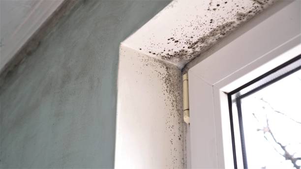 Best Residential Mold Removal  in Tecumseh, MI