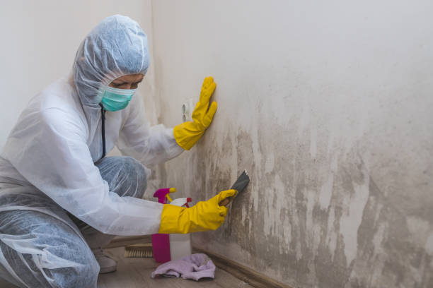 Best Mold Damage Repair  in Tecumseh, MI