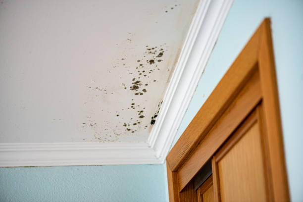 Best Mold Remediation  in Tecumseh, MI