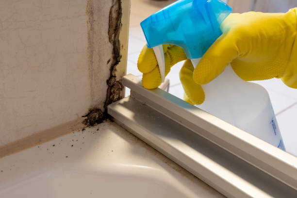 Best Best Mold Removal Companies  in Tecumseh, MI