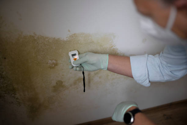 Best Mold Remediation  in Tecumseh, MI