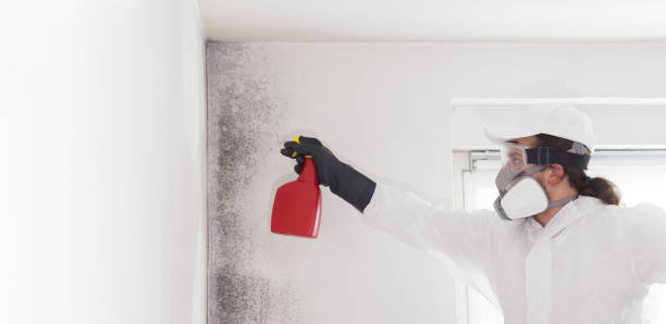 Best Mold Remediation Services  in Tecumseh, MI