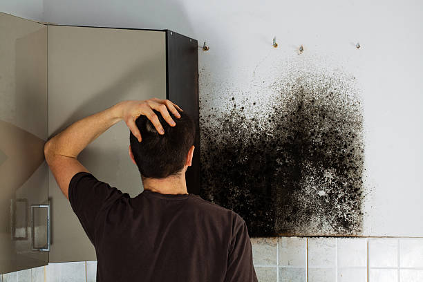 Best Emergency Mold Removal  in Tecumseh, MI