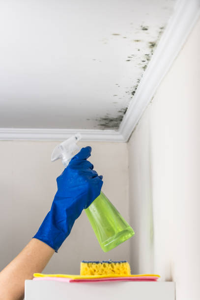 Best Mold Removal Process  in Tecumseh, MI